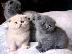 PoulaTo: Show Scottish Fold Kittens